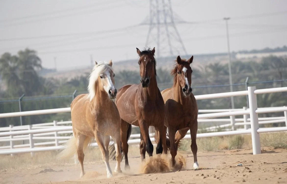 Three horses running on a sandy track, with a white fence and power lines in the background.