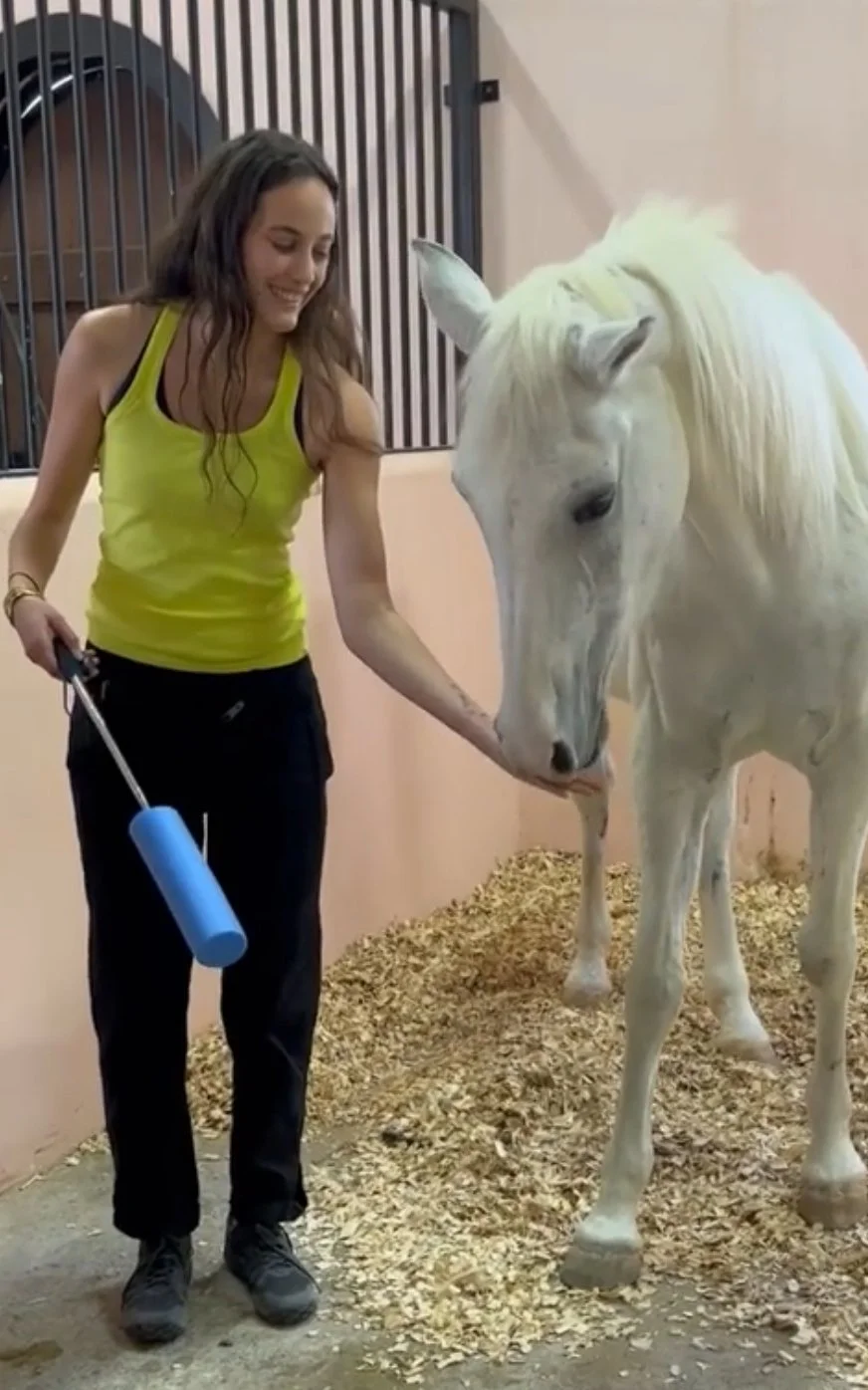 A woman in a yellow tank top and black pants rewarding a white horse in a stable.