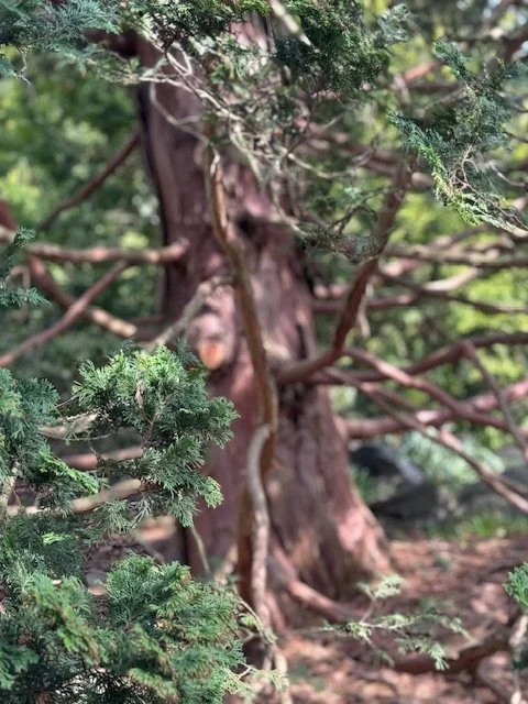 The History of Tea &amp; its Connection to the Tree of Life
