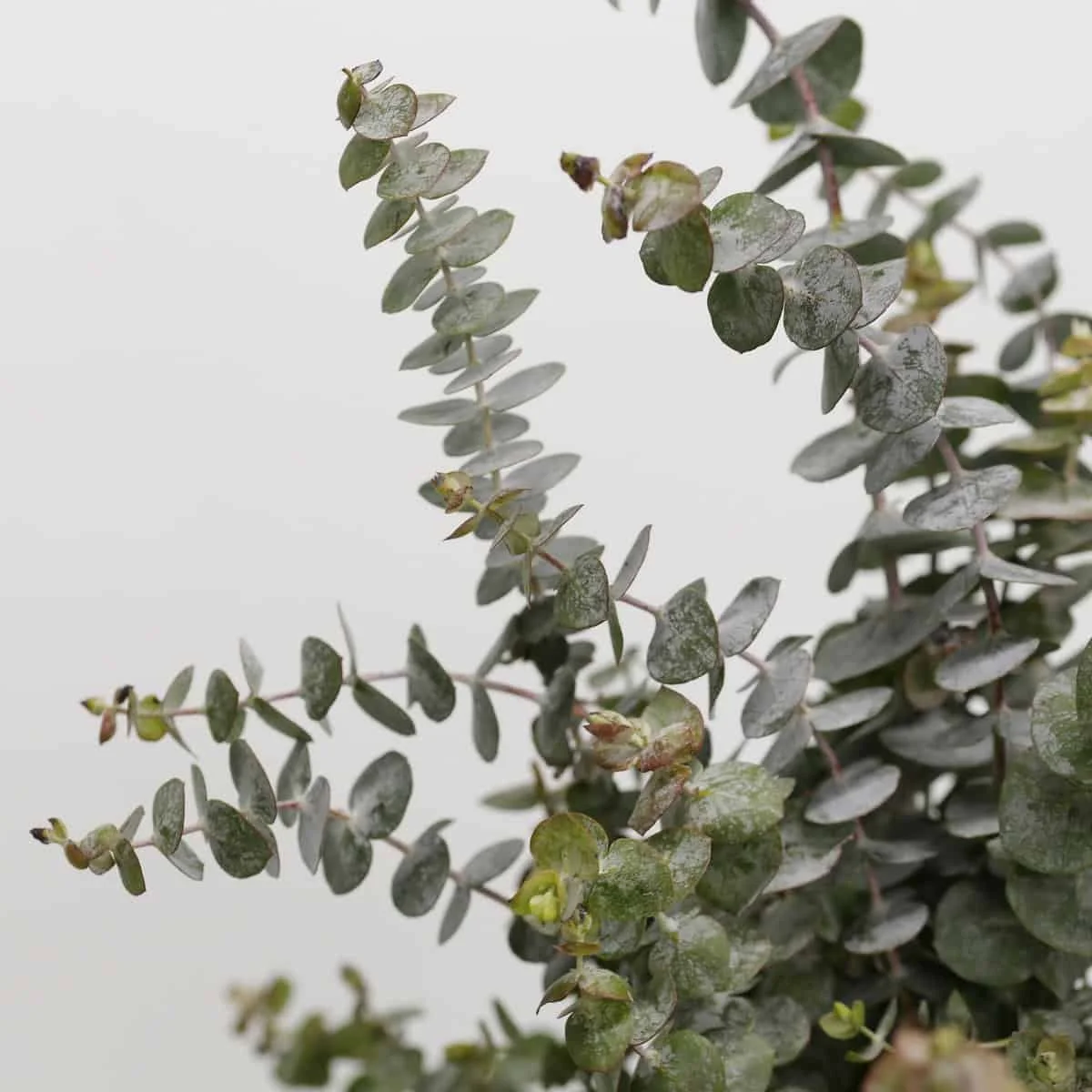 bulk-baby-eucalyptus_2.jpg