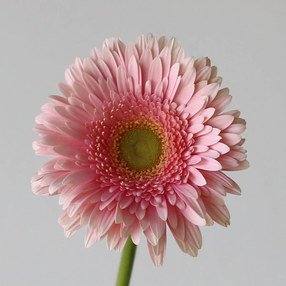 Bulk Romella Gerbera – 45 Stems