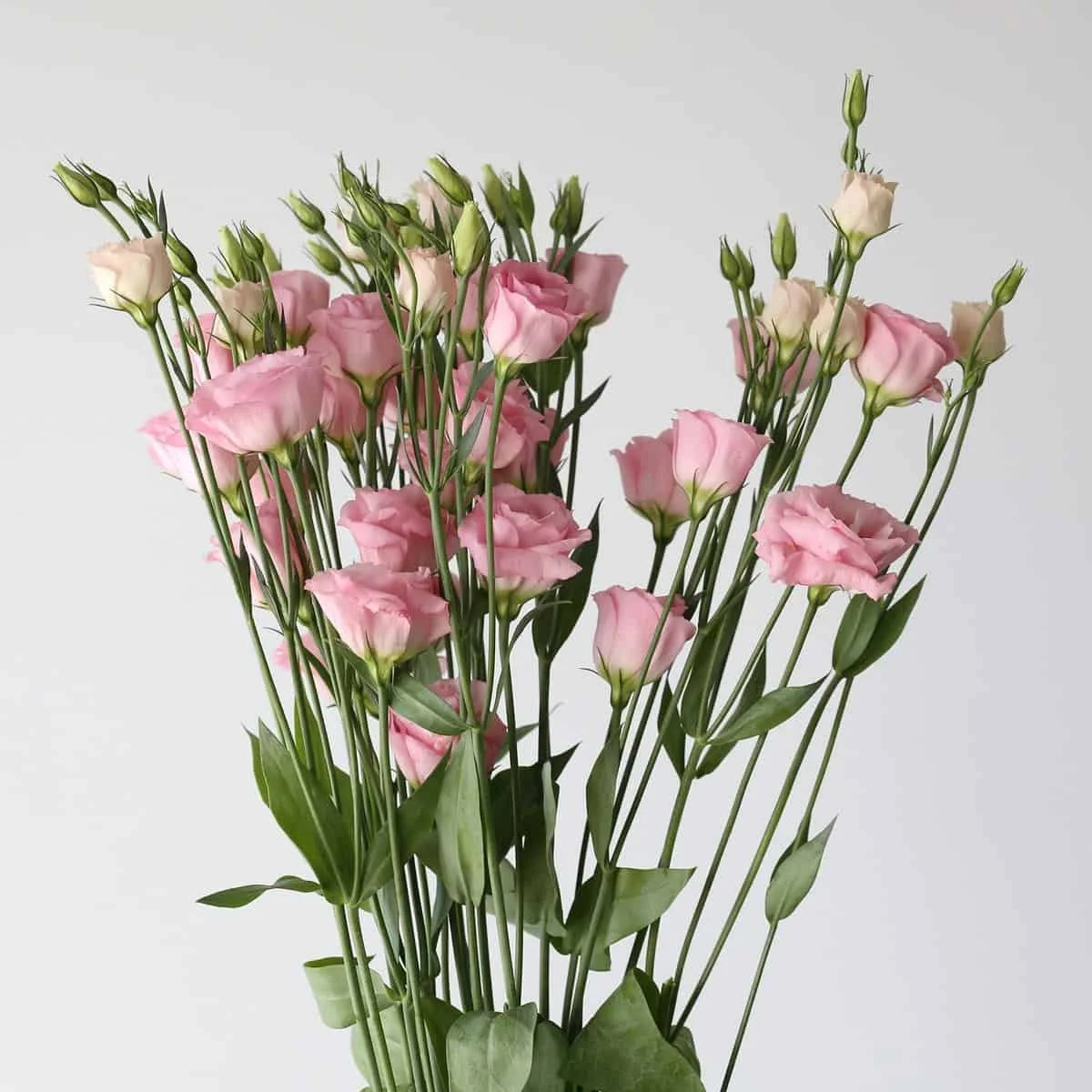 light-pink-lisianthus_1.jpg