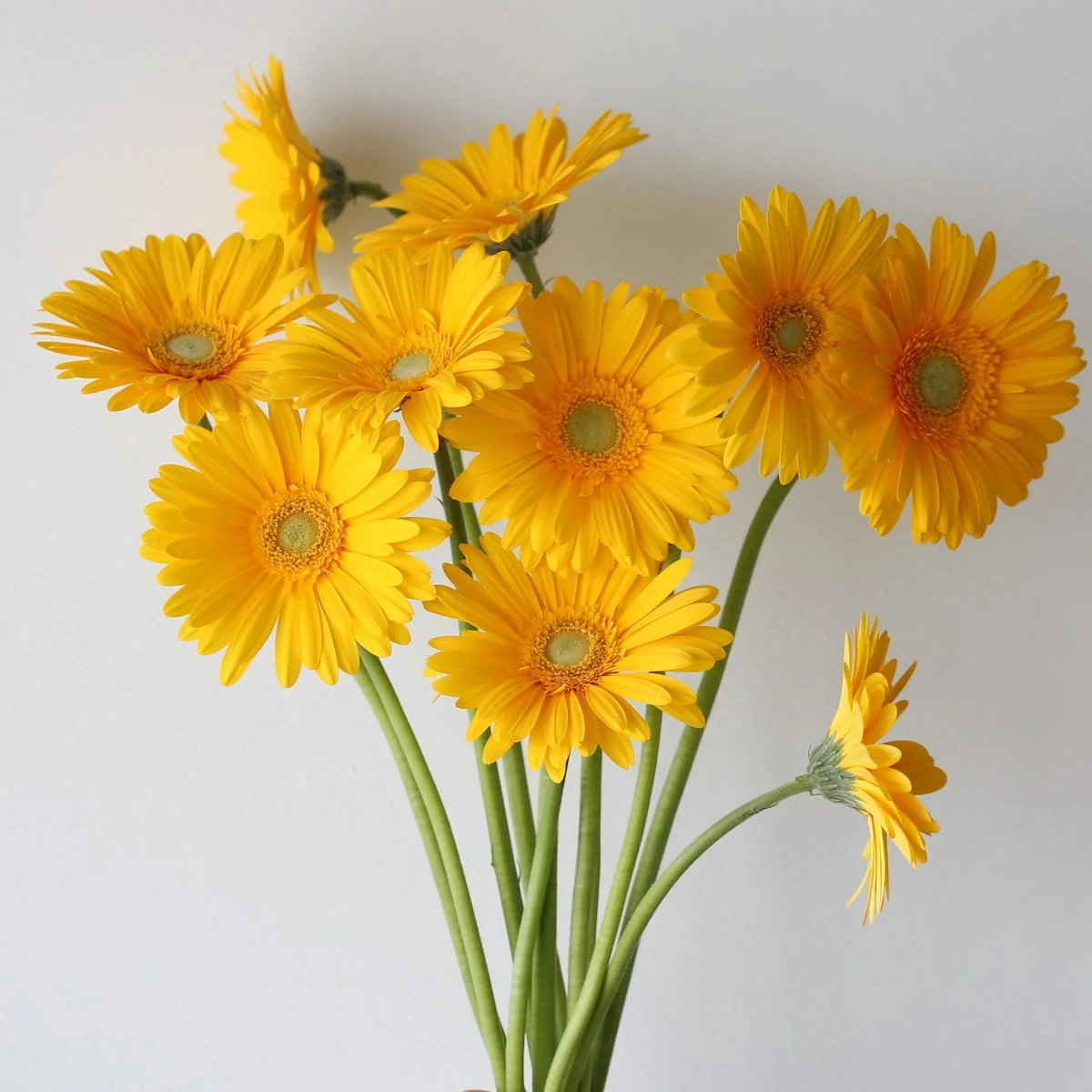 Bulk Panama Gerbera – 45 Stems