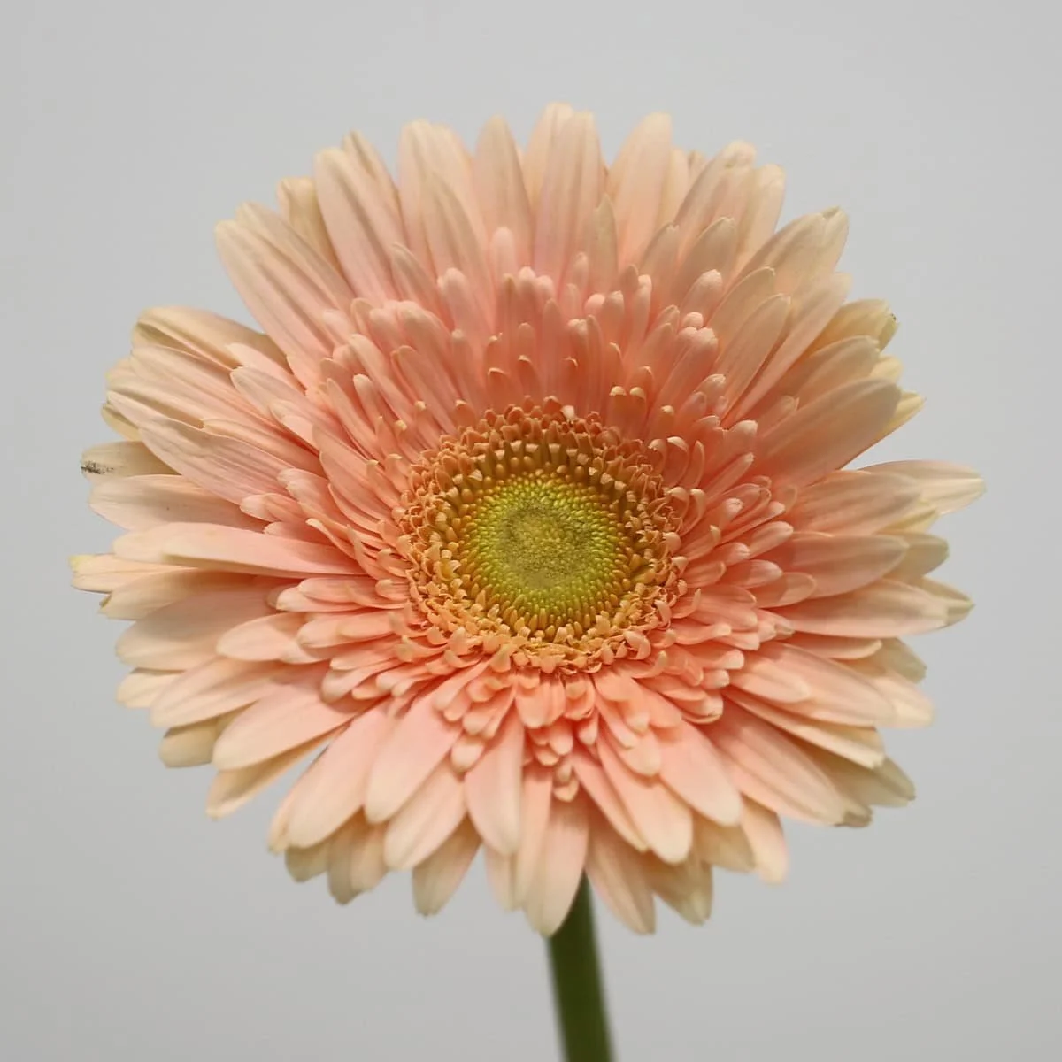 Bulk Carlita Gerbera – 45 Stems