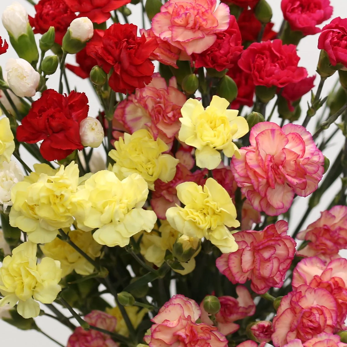 assorted-mini-carnations_2.jpg