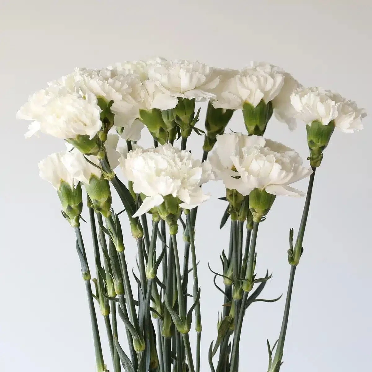 white-carnations_1.jpg