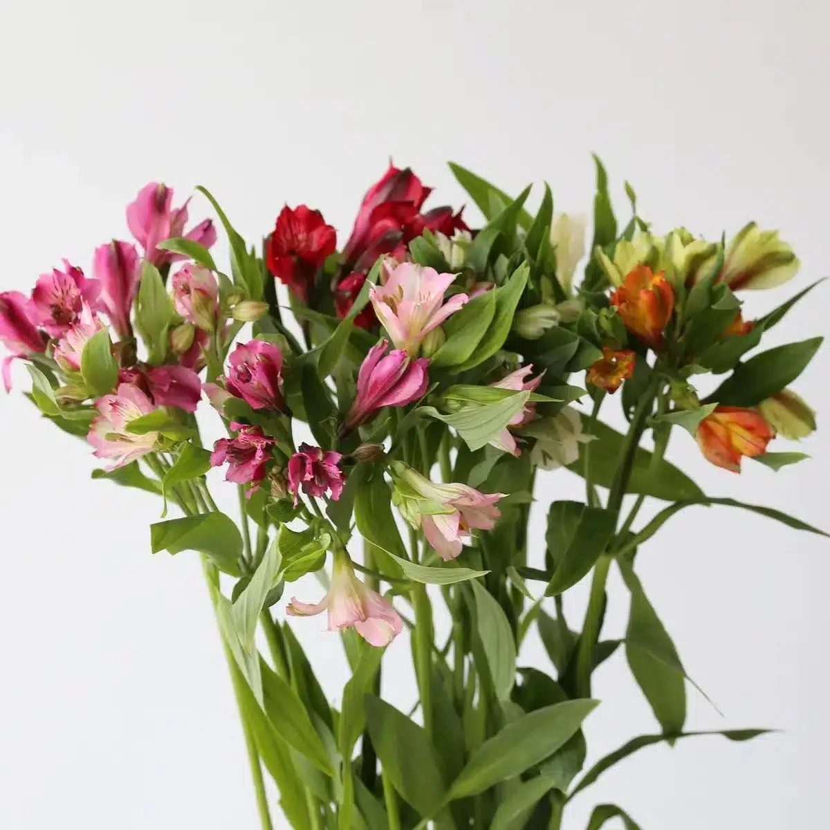Bulk Assorted Alstroemeria