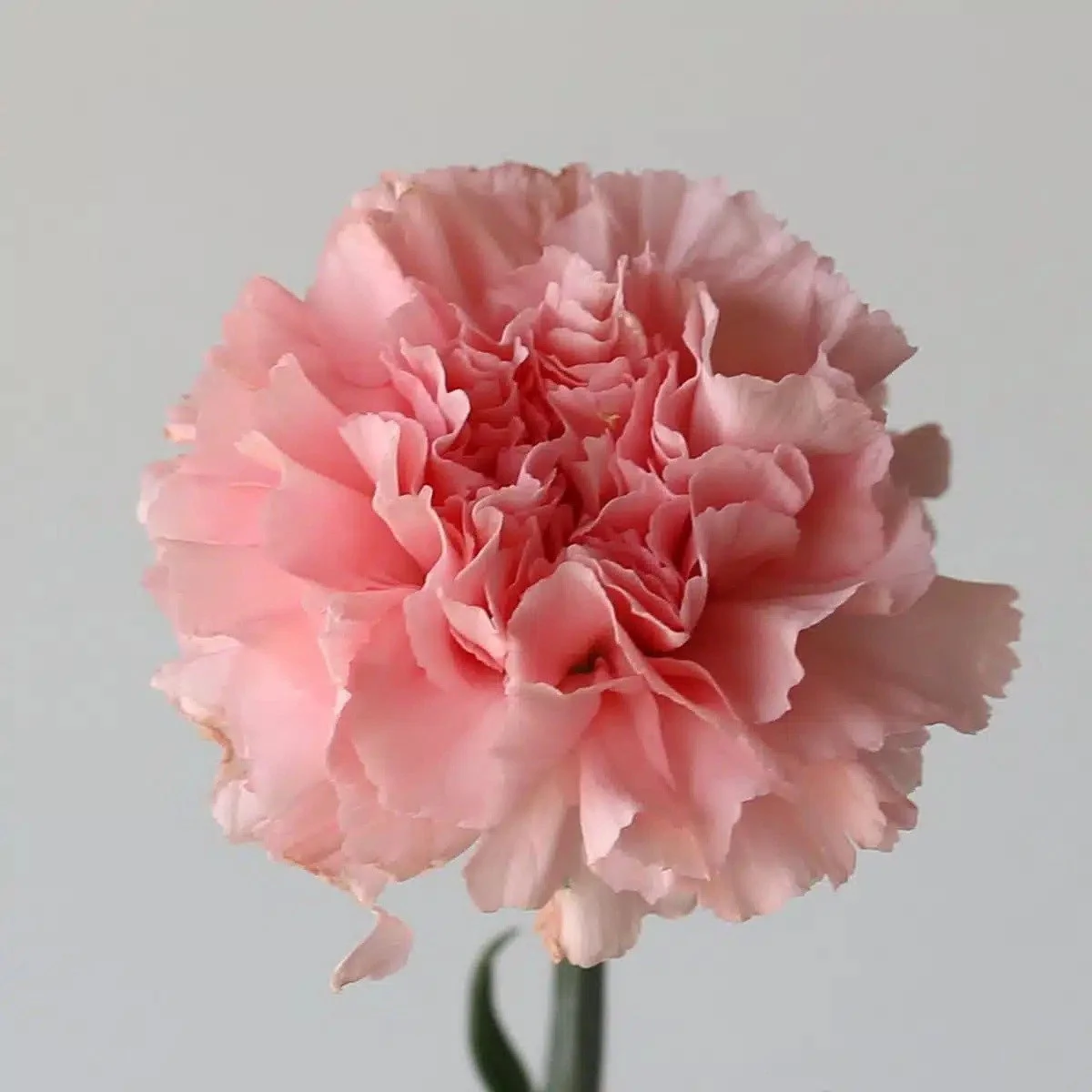 Bulk Pink Carnations