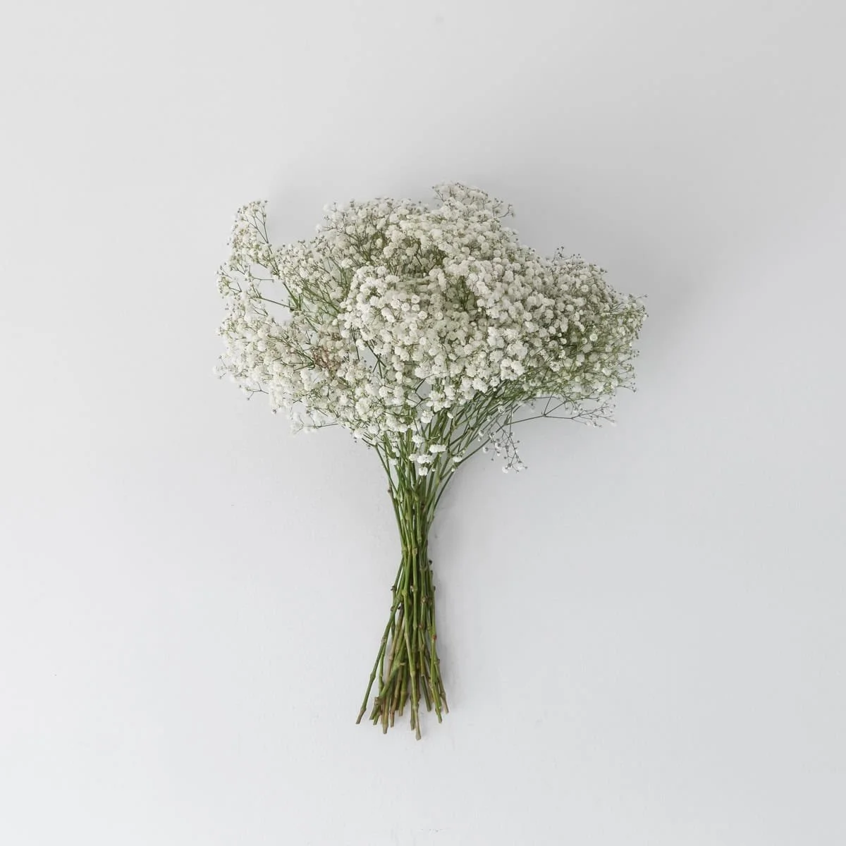 Bulk Baby's Breath (Gypsophila), 5 Bunches (50 Stems)