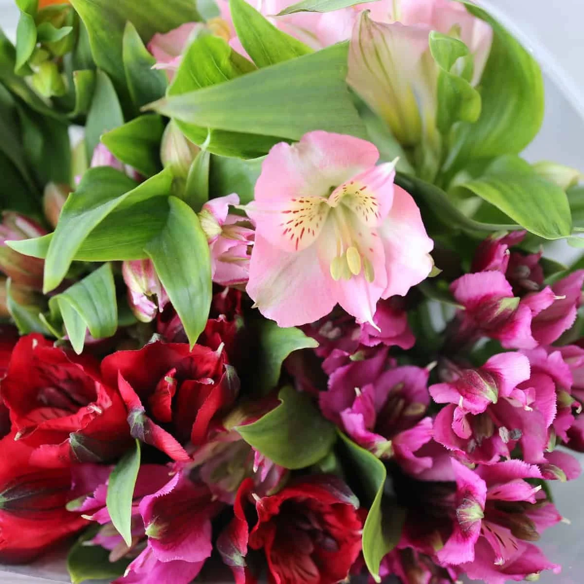 Bulk Assorted Alstroemeria