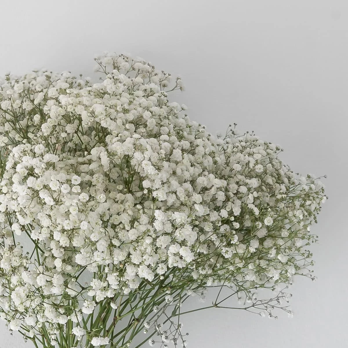 Bulk Baby's Breath (Gypsophila)