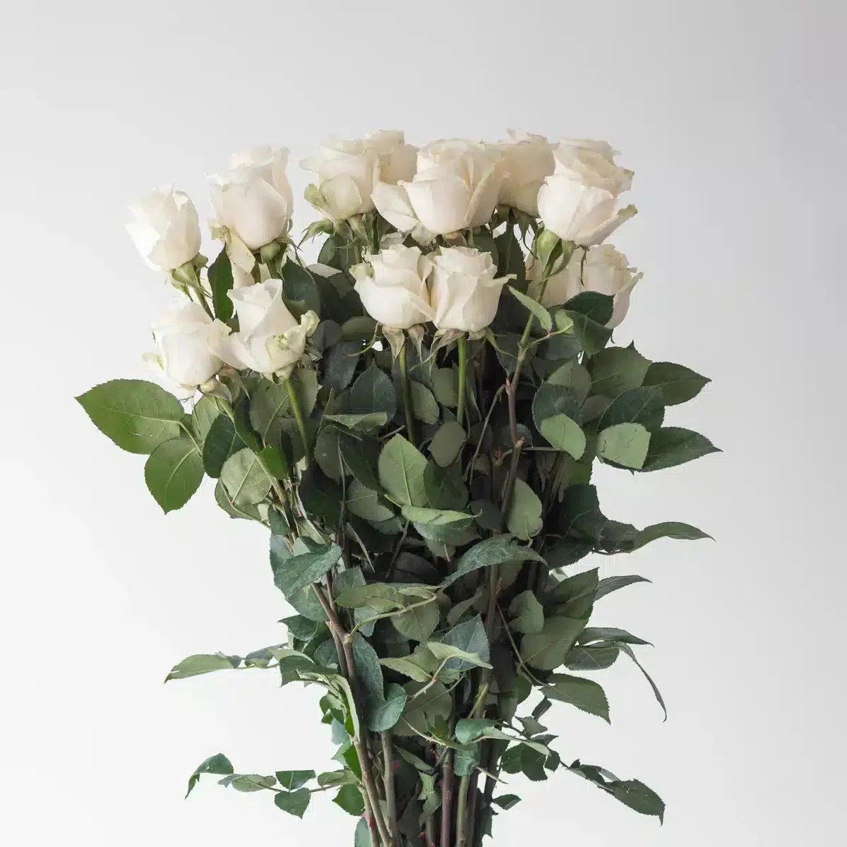 Bulk Vendela White Roses – 50cm