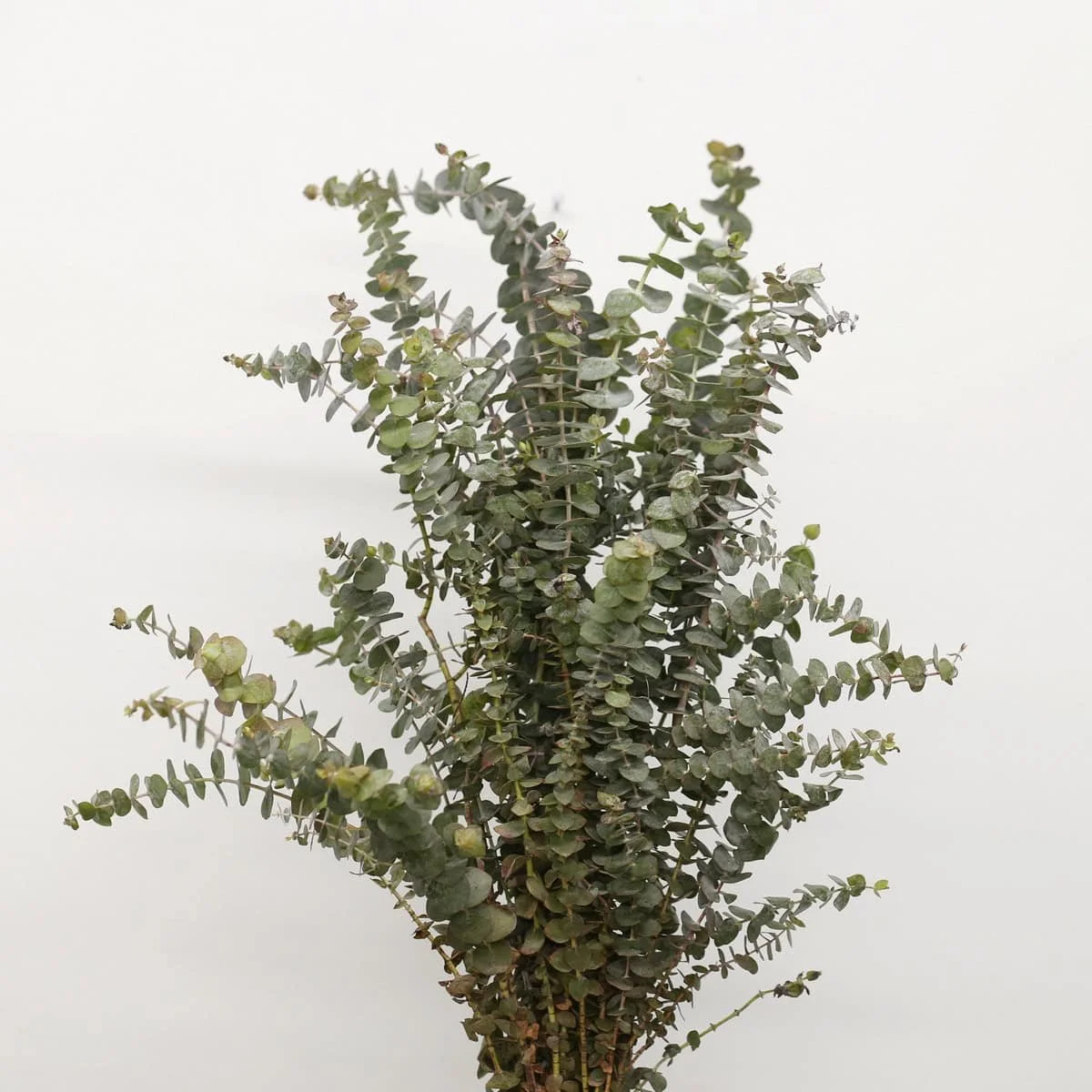 Bulk Baby Eucalyptus, 2 Bunches (20 Stems)