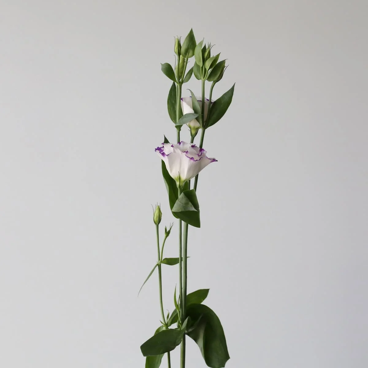 purple-rim-lisianthus_2.jpg