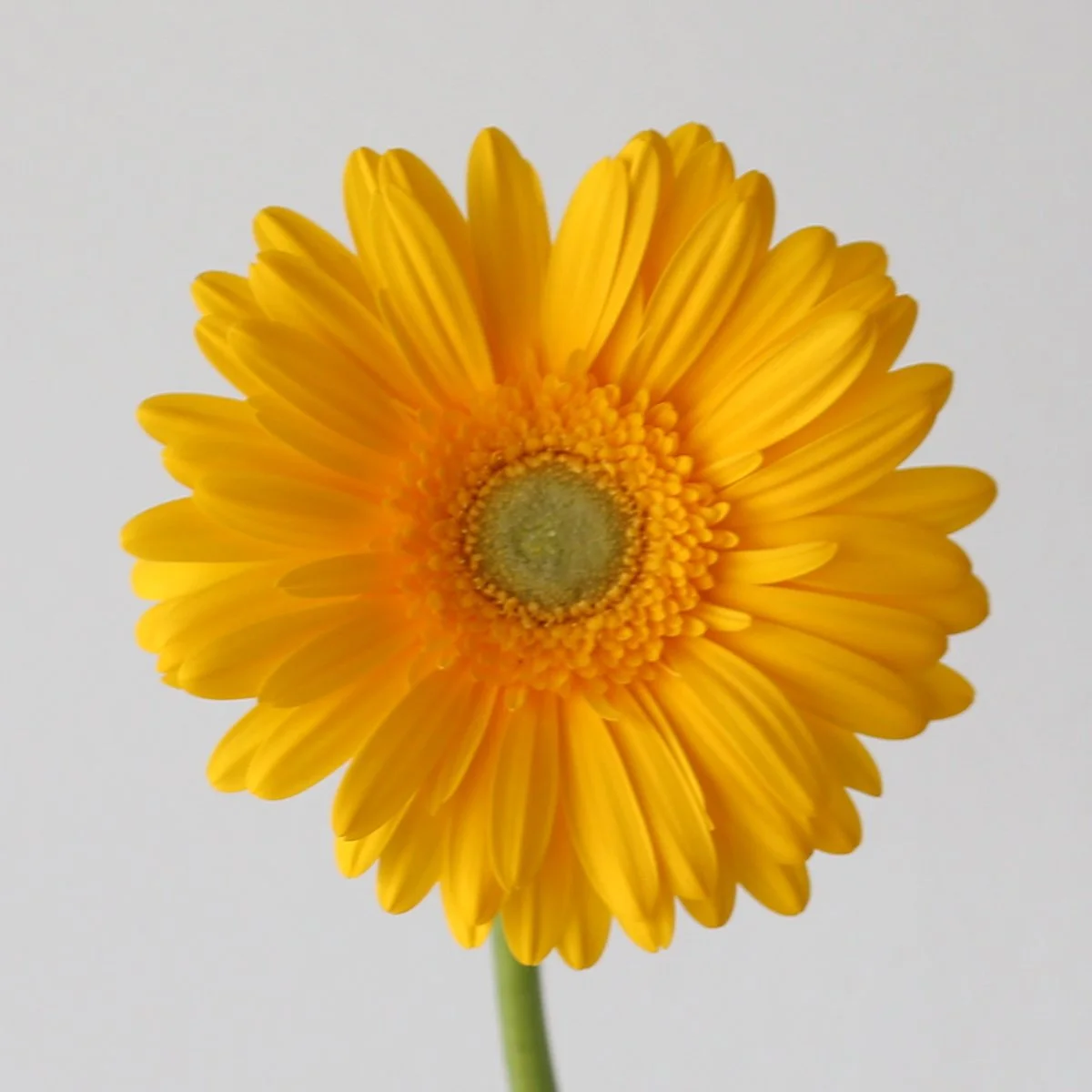 Bulk Panama Gerbera – 45 Stems