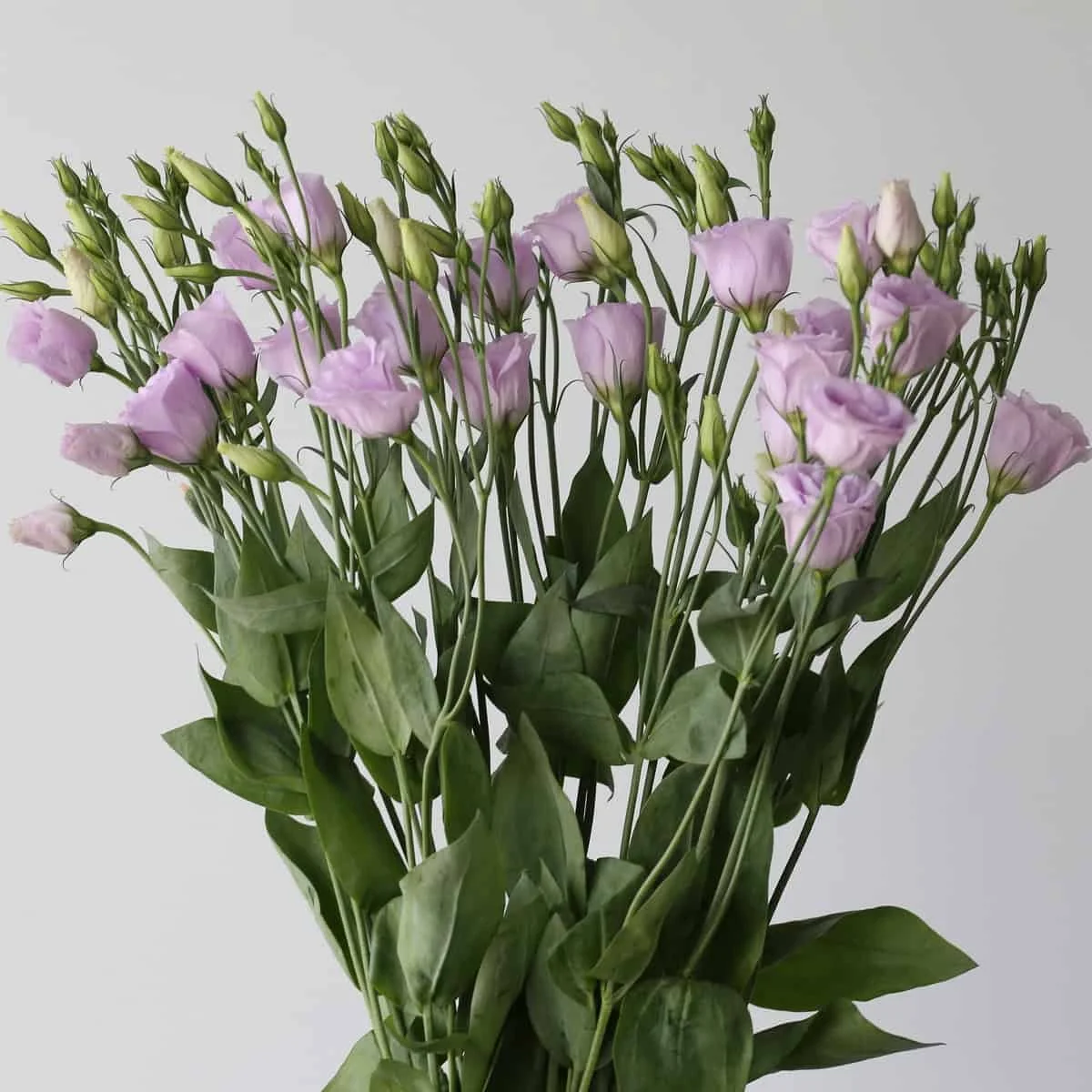 lavender-lisianthus_1.jpg
