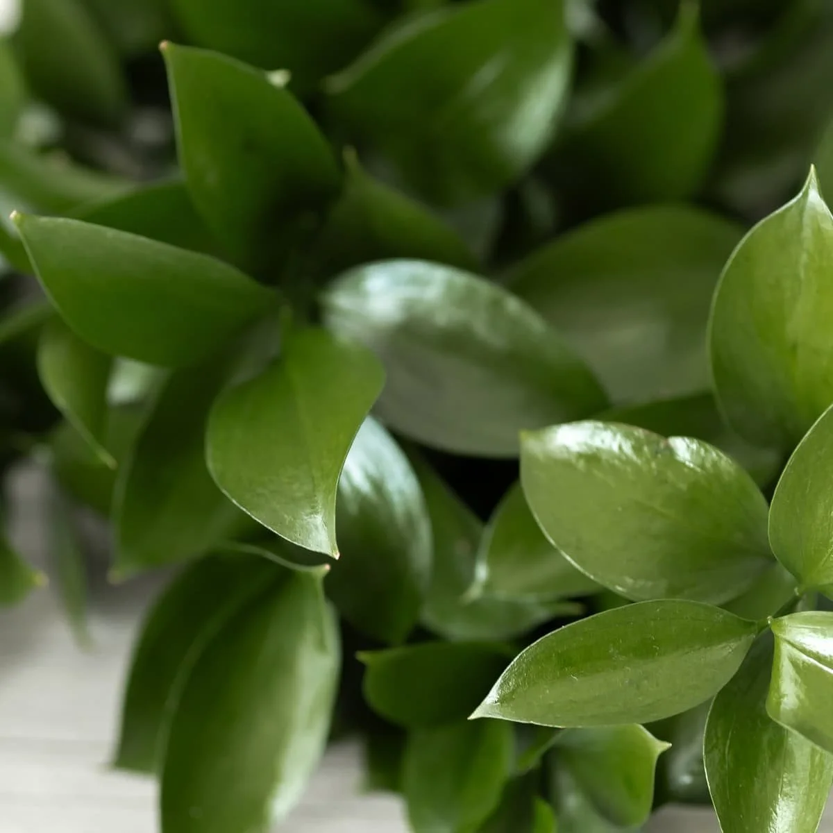 Bulk Israeli Ruscus