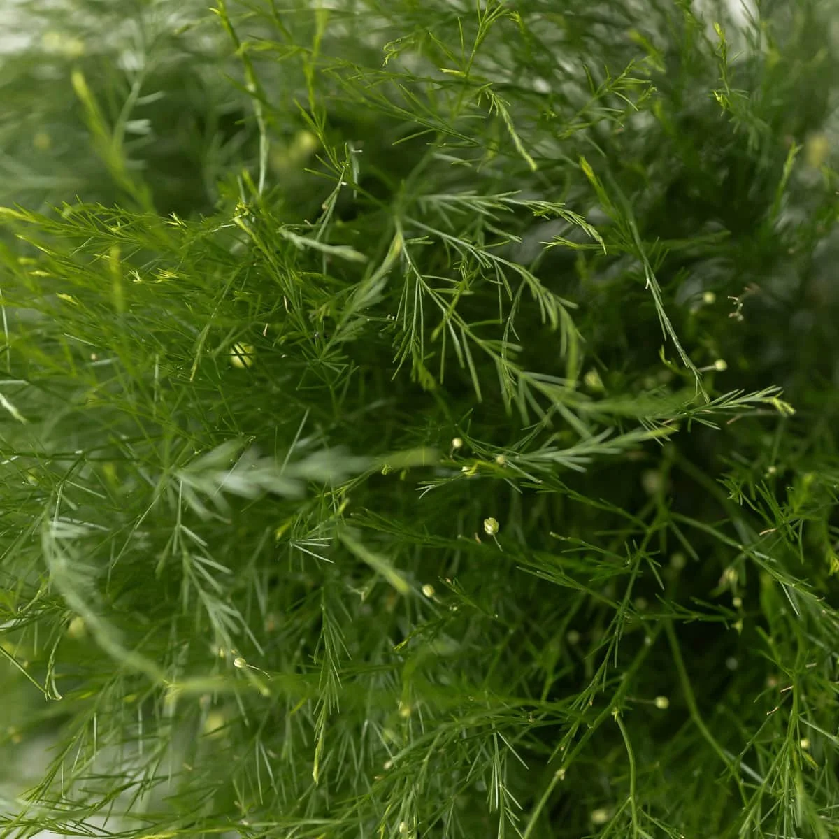 bulk-tree-fern-tiki_2.jpg