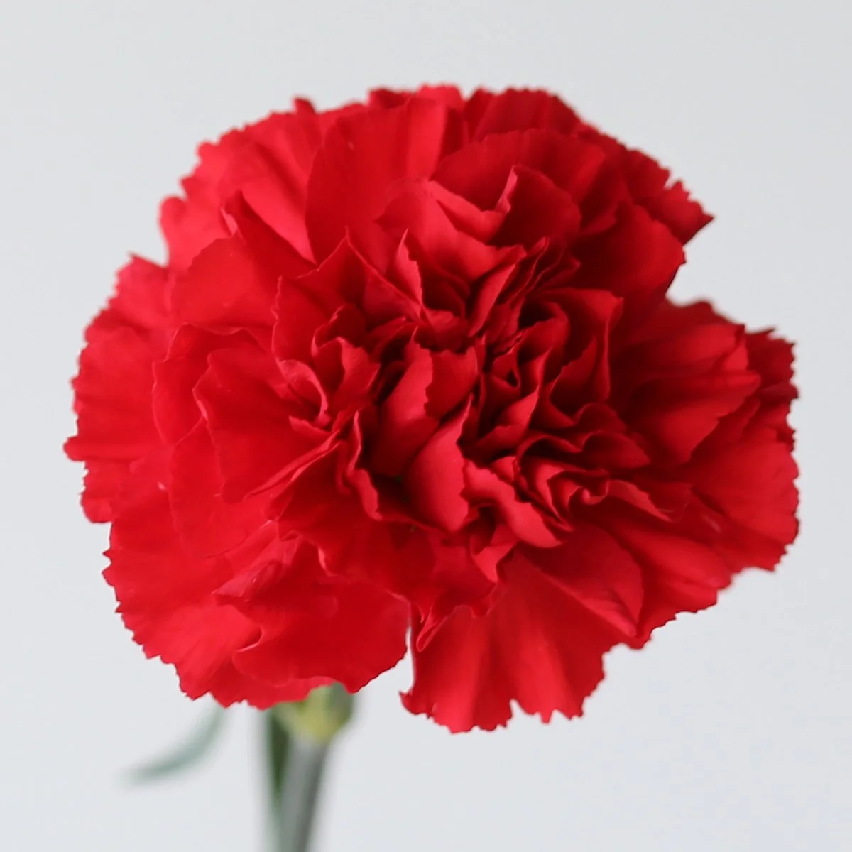 Bulk Red Carnations