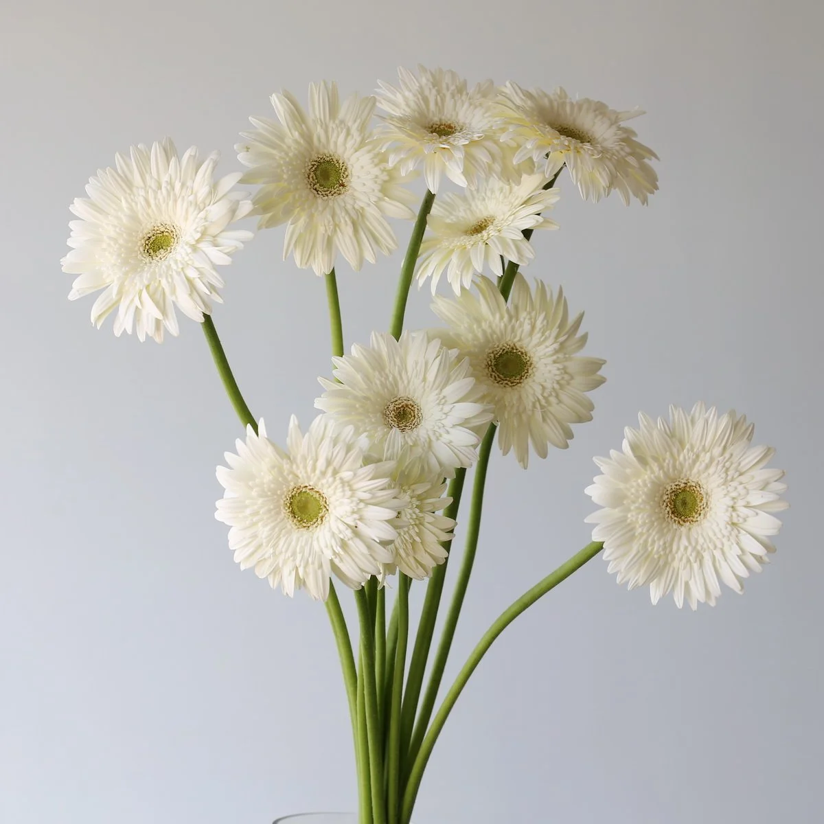 Bulk Balance Gerbera – 45 Stems
