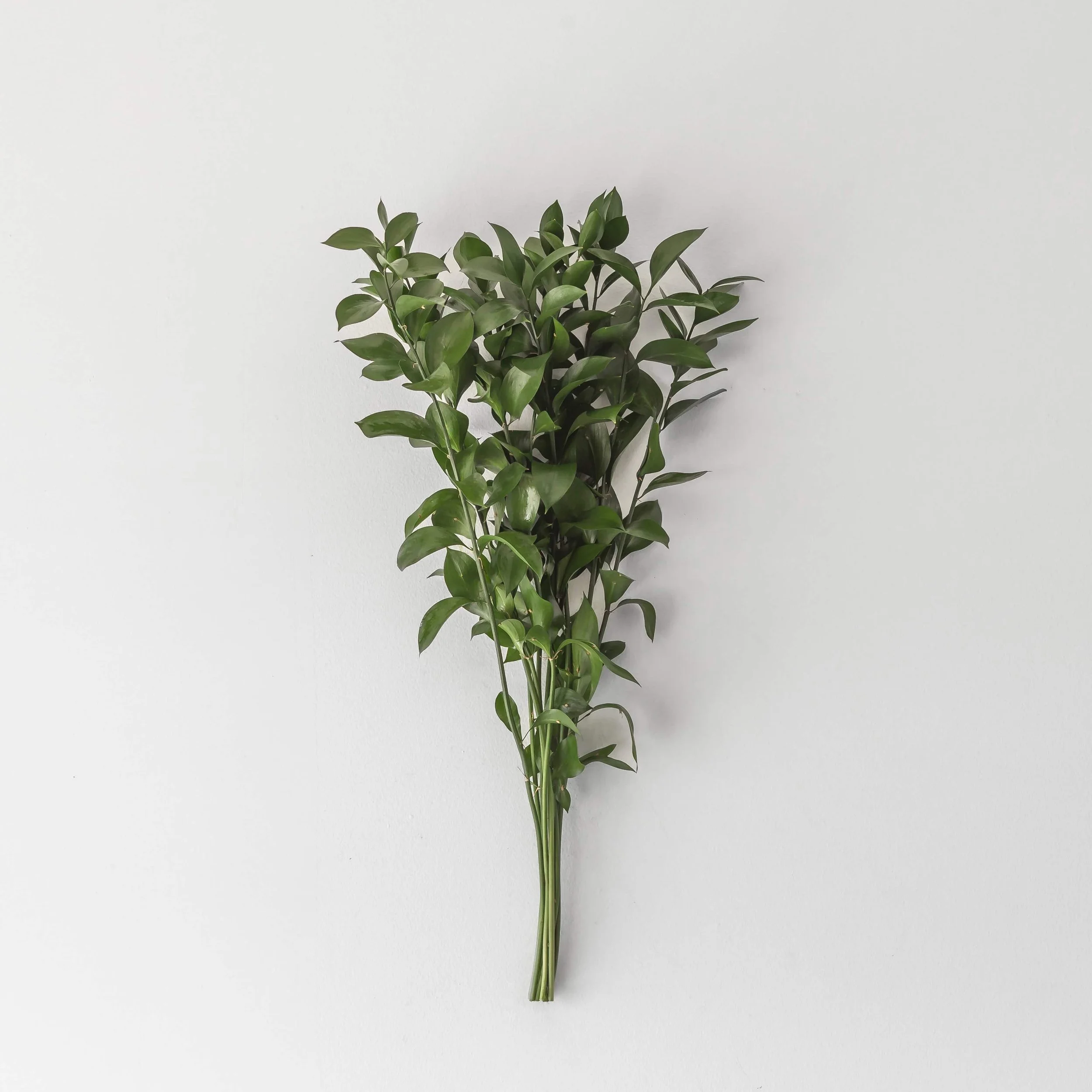 Bulk Israeli Ruscus, 5 Bunches (25 Stems)