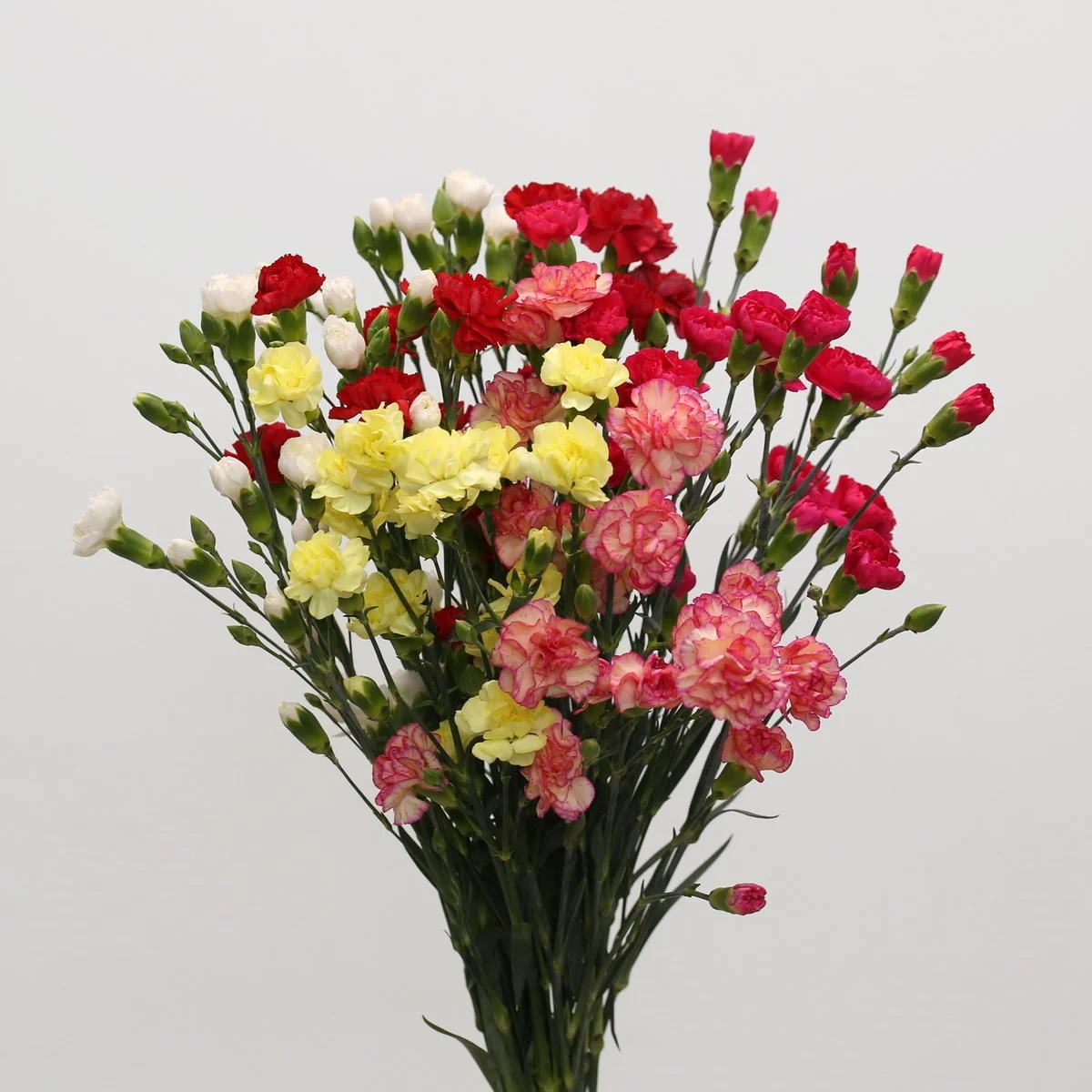Bulk Assorted Mini Carnations, 1 Bunch (10 Stems)