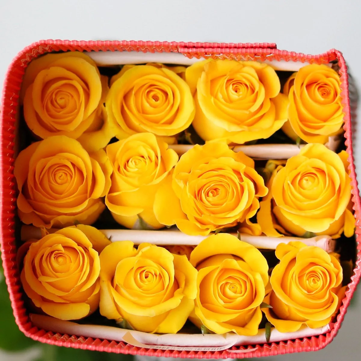 Bulk Brighton Yellow Roses – 50cm