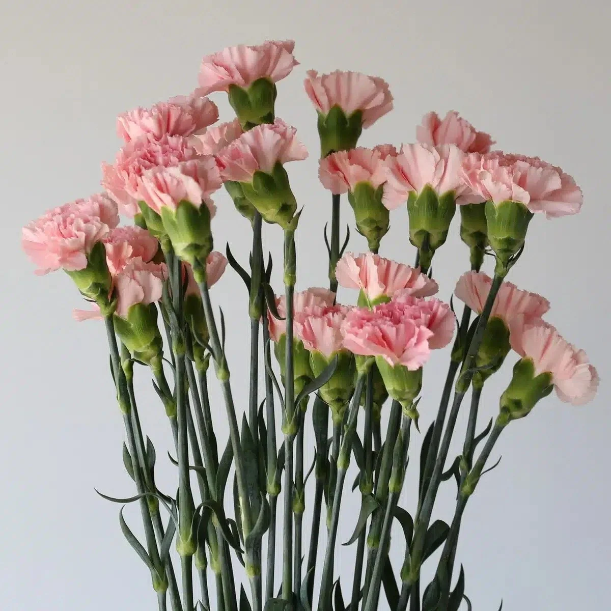 Bulk Pink Carnations, 2 Bunches (48 Stems)