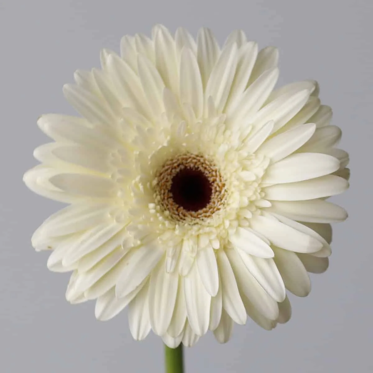 Bulk Snow King White Gerbera – 45 Stems