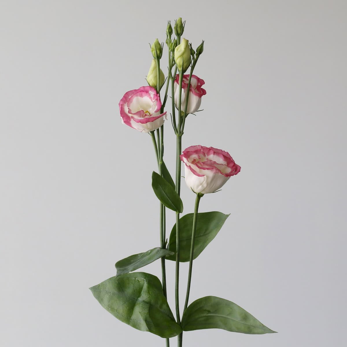 Bulk Pink Rim Lisianthus