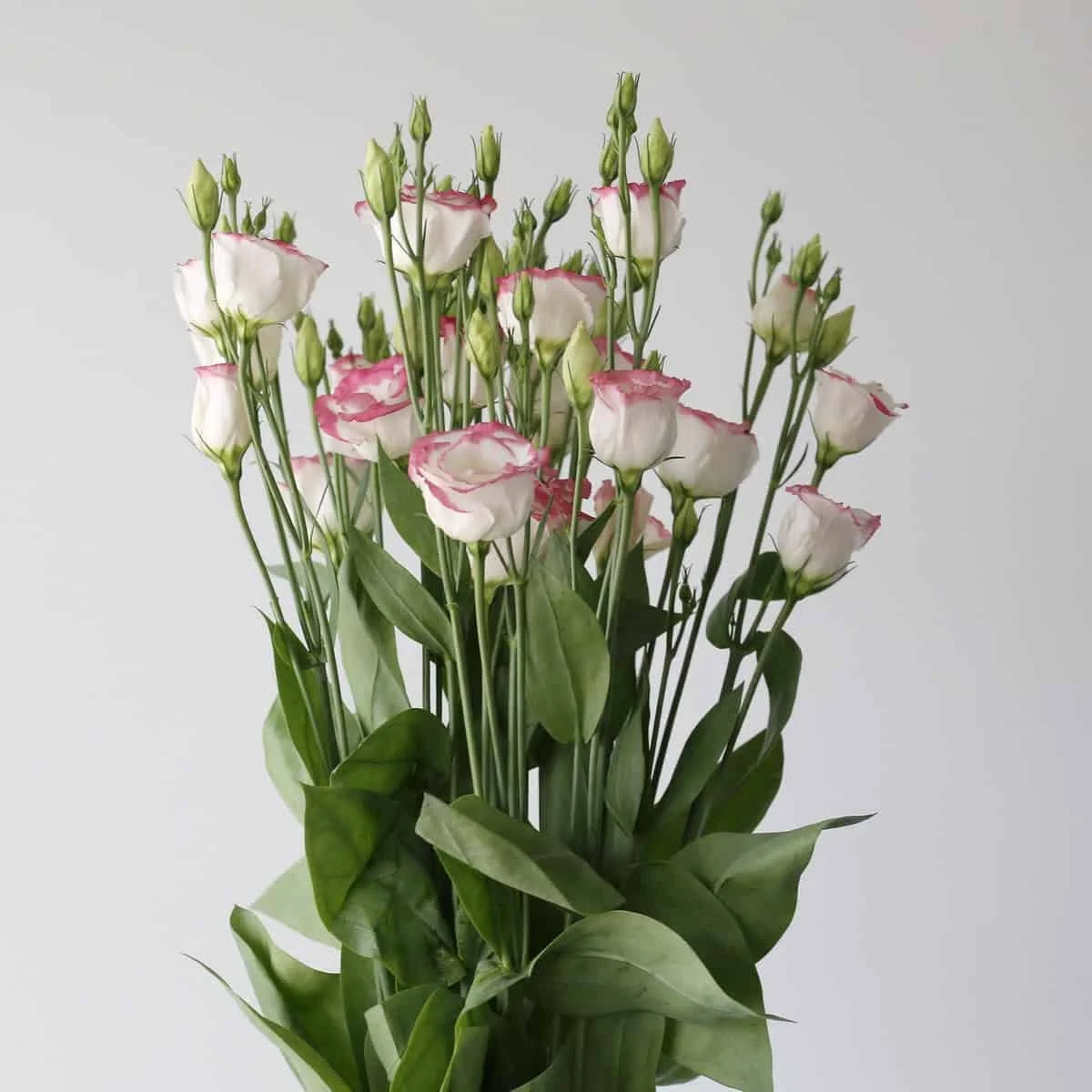 Bulk Pink Rim Lisianthus, 80cm, 5 Bunches (25 Stems)
