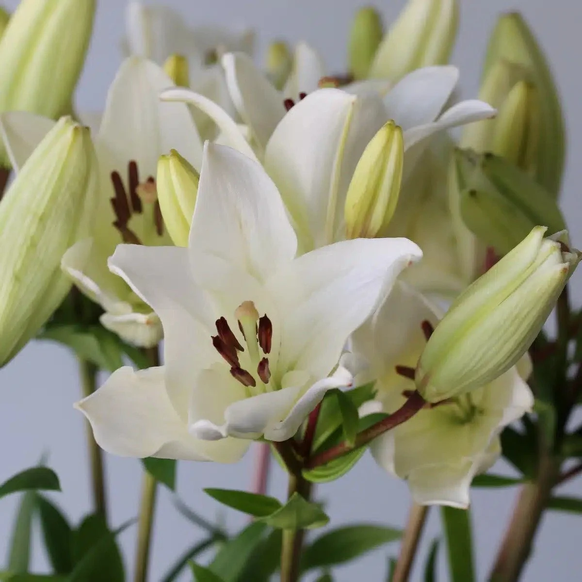 Bulk White LA Lily (3-bloom)