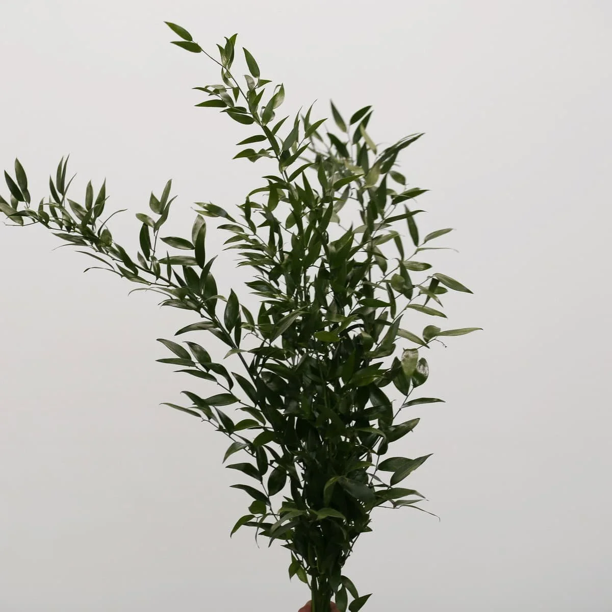 Bulk Italian Ruscus, 5 Bunches (25 Stems)