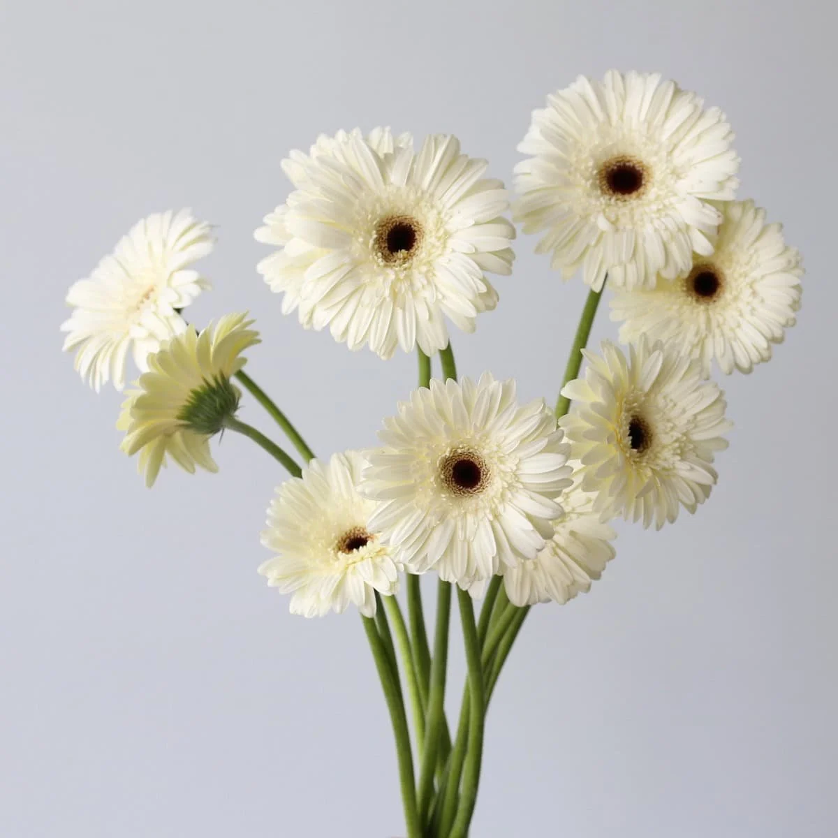 Bulk Snow King White Gerbera – 45 Stems