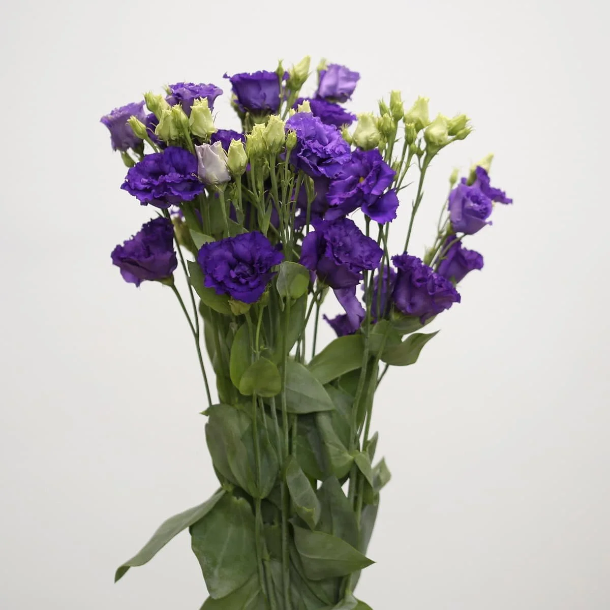purple-lisianthus_1.jpg