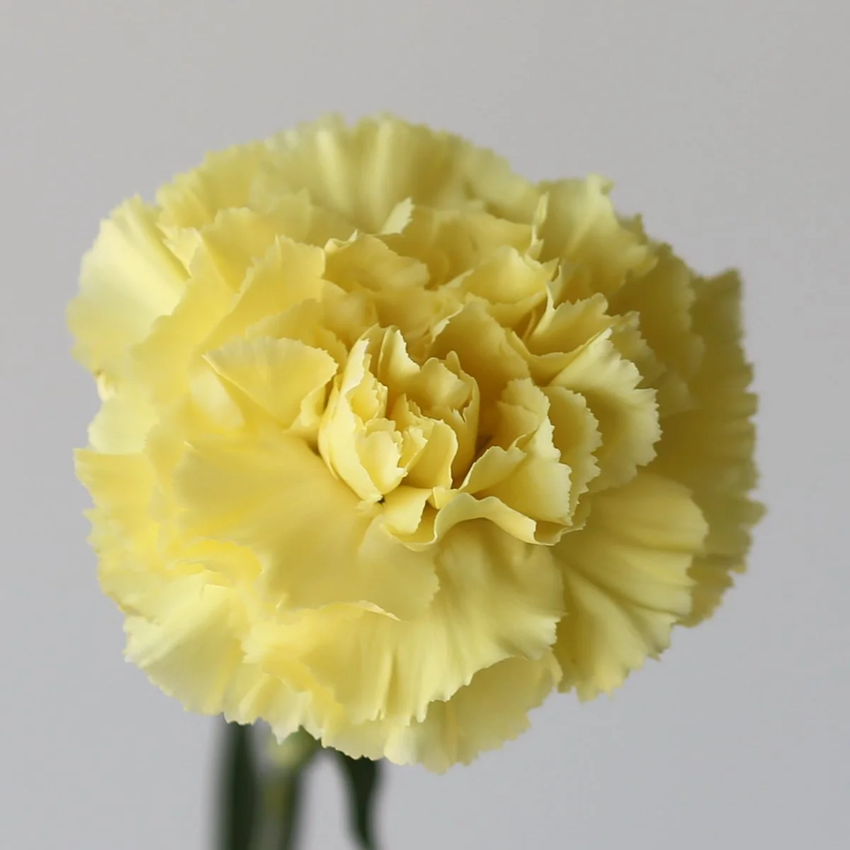 Bulk Yellow Carnations