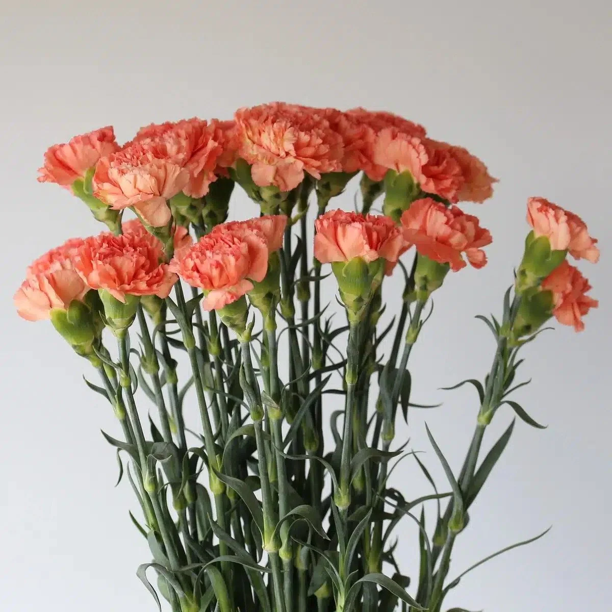 orange-carnations_1.jpg