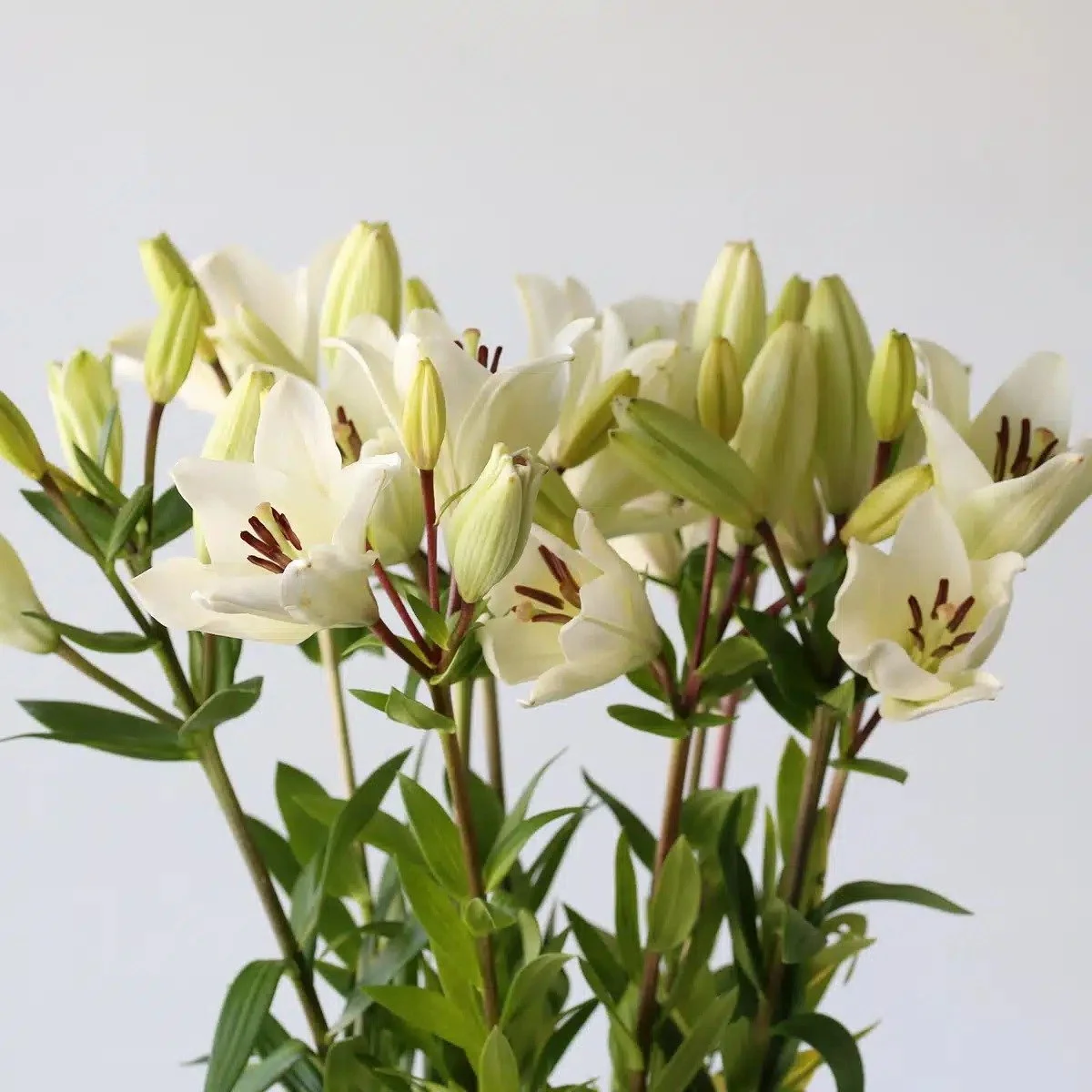 Bulk White LA Lily (3-bloom)