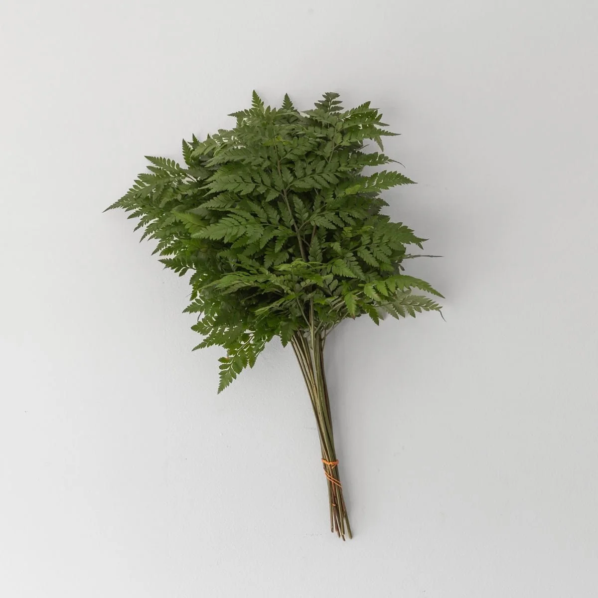 Bulk Large Leather Fern, 5 Bunches (25 Stems)