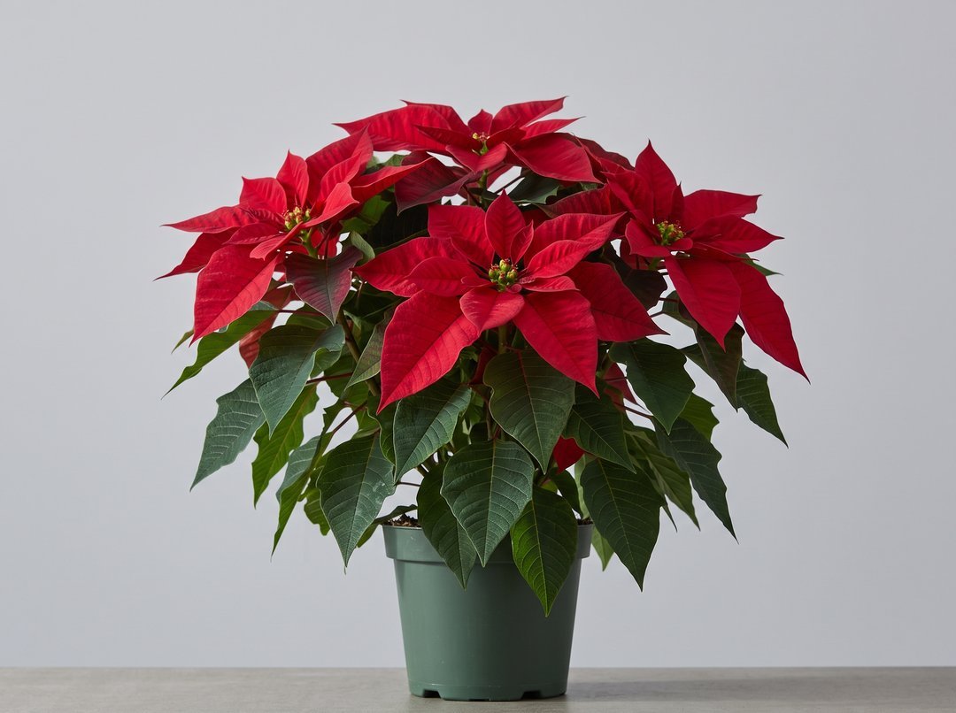 Full red poinsettia plant in a green nursery pot for bulk Christmas orders in Burnaby