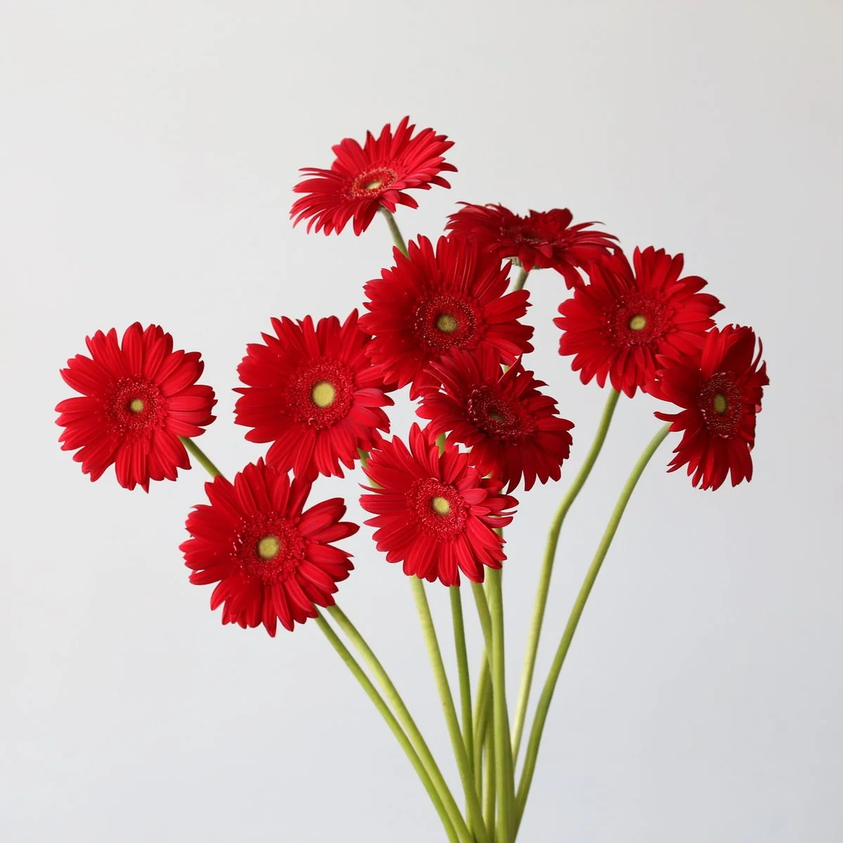 Bulk Carambole Gerbera – 45 Stems