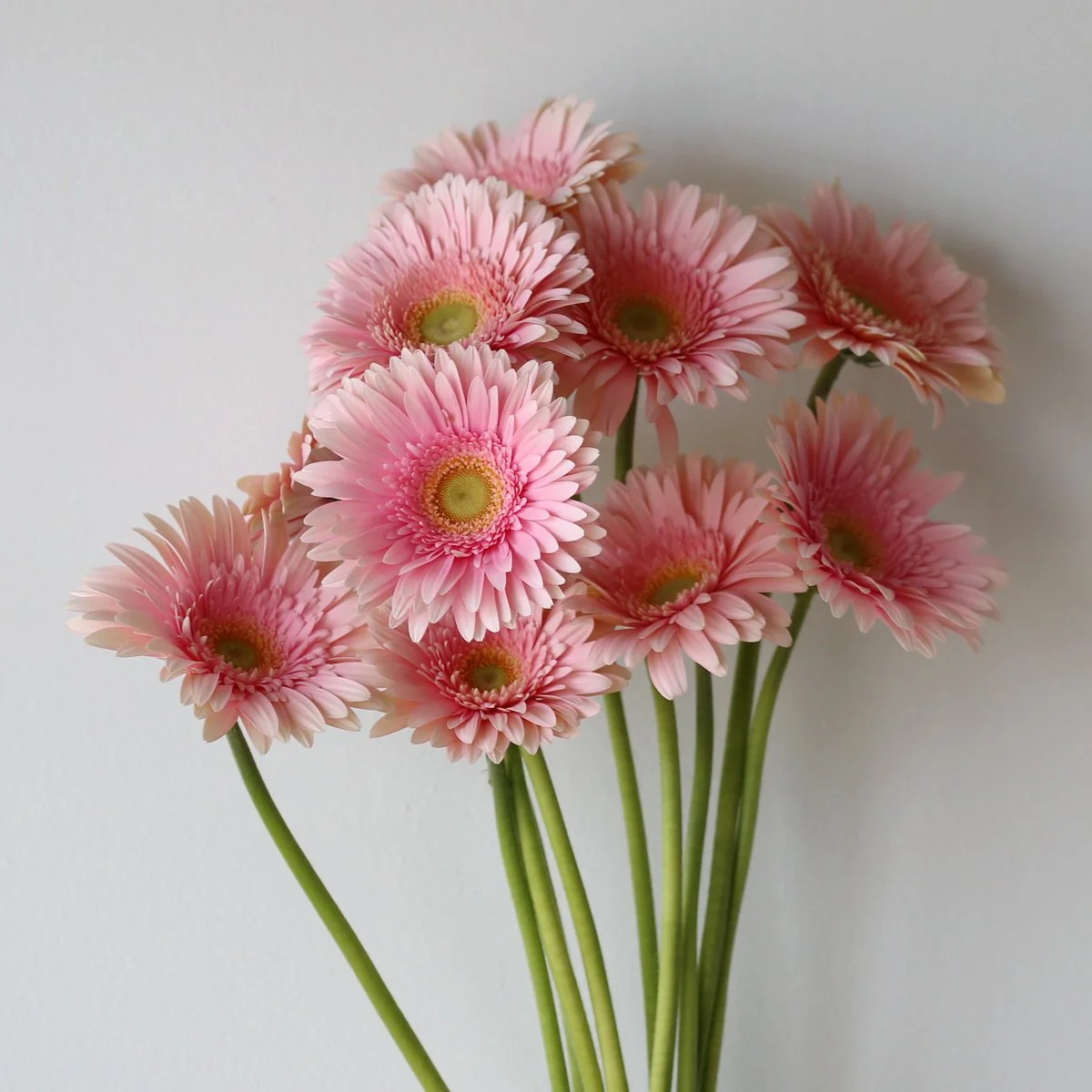 Bulk Romella Gerbera – 45 Stems