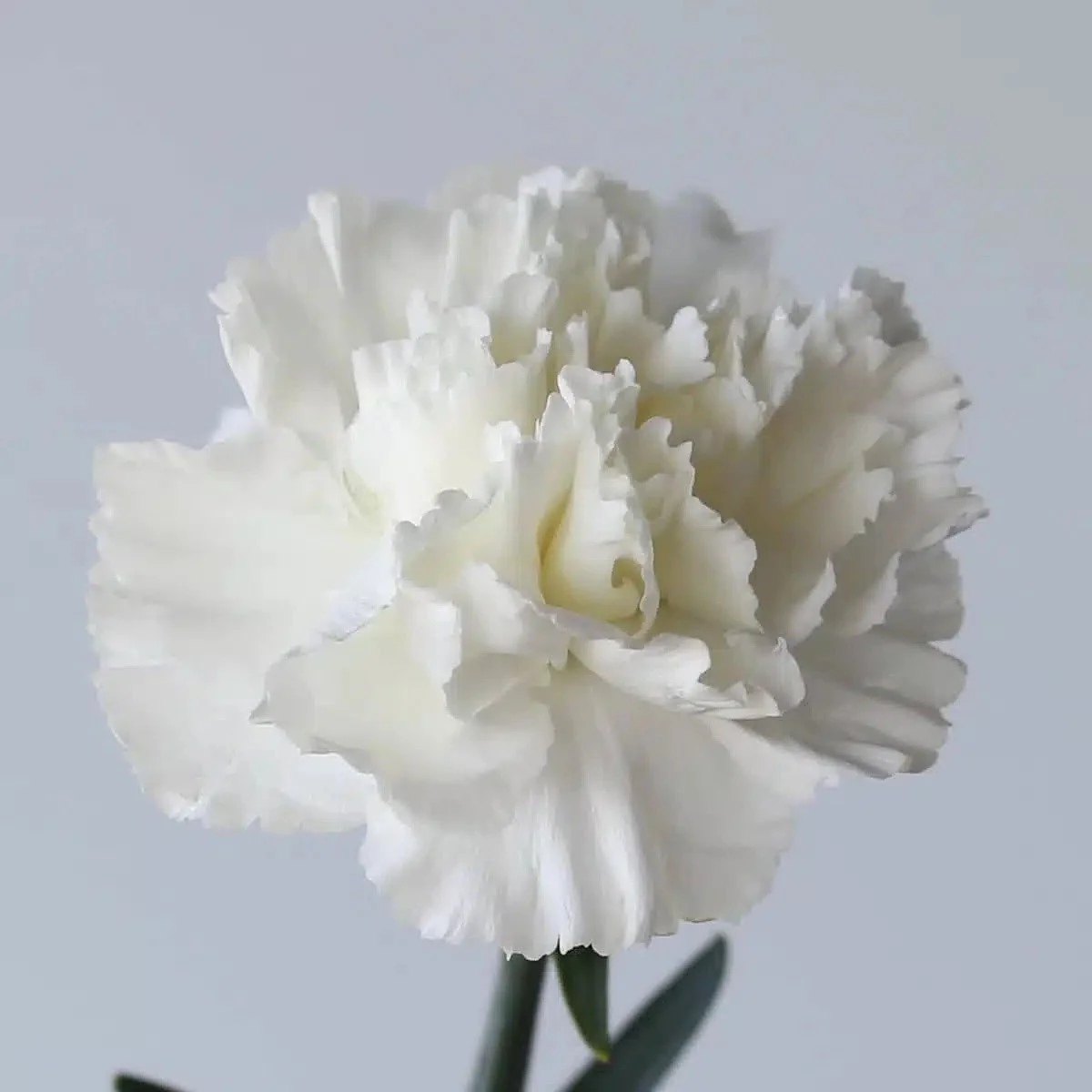 Bulk White Carnations, 2 Bunches (48 Stems)