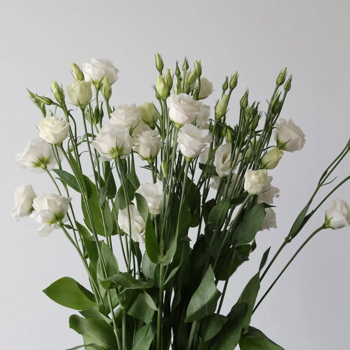 Bulk White Lisianthus, 80cm, 5 Bunches (25 Stems)