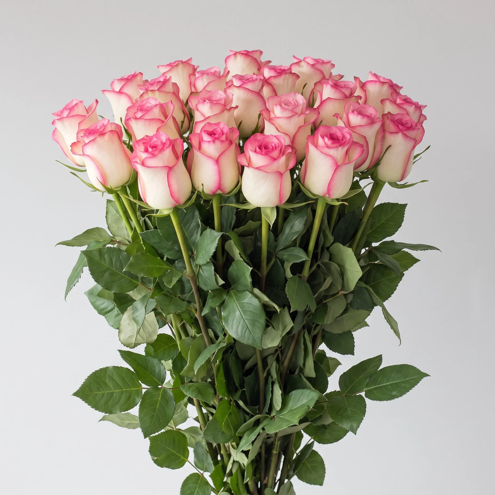 Bulk Jumilia Roses – 50cm