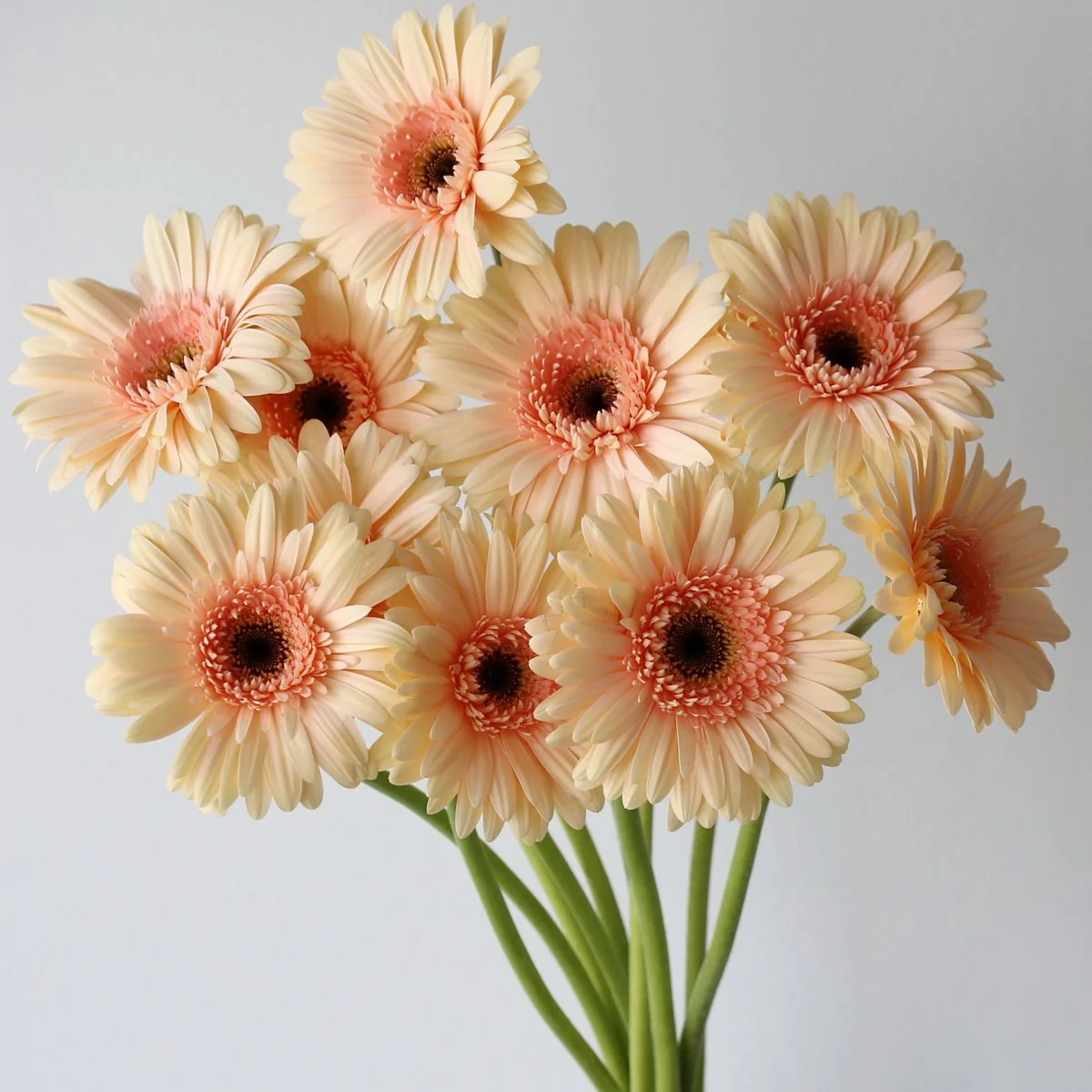 Bulk Cafe Del Mar Gerbera – 45 Stems