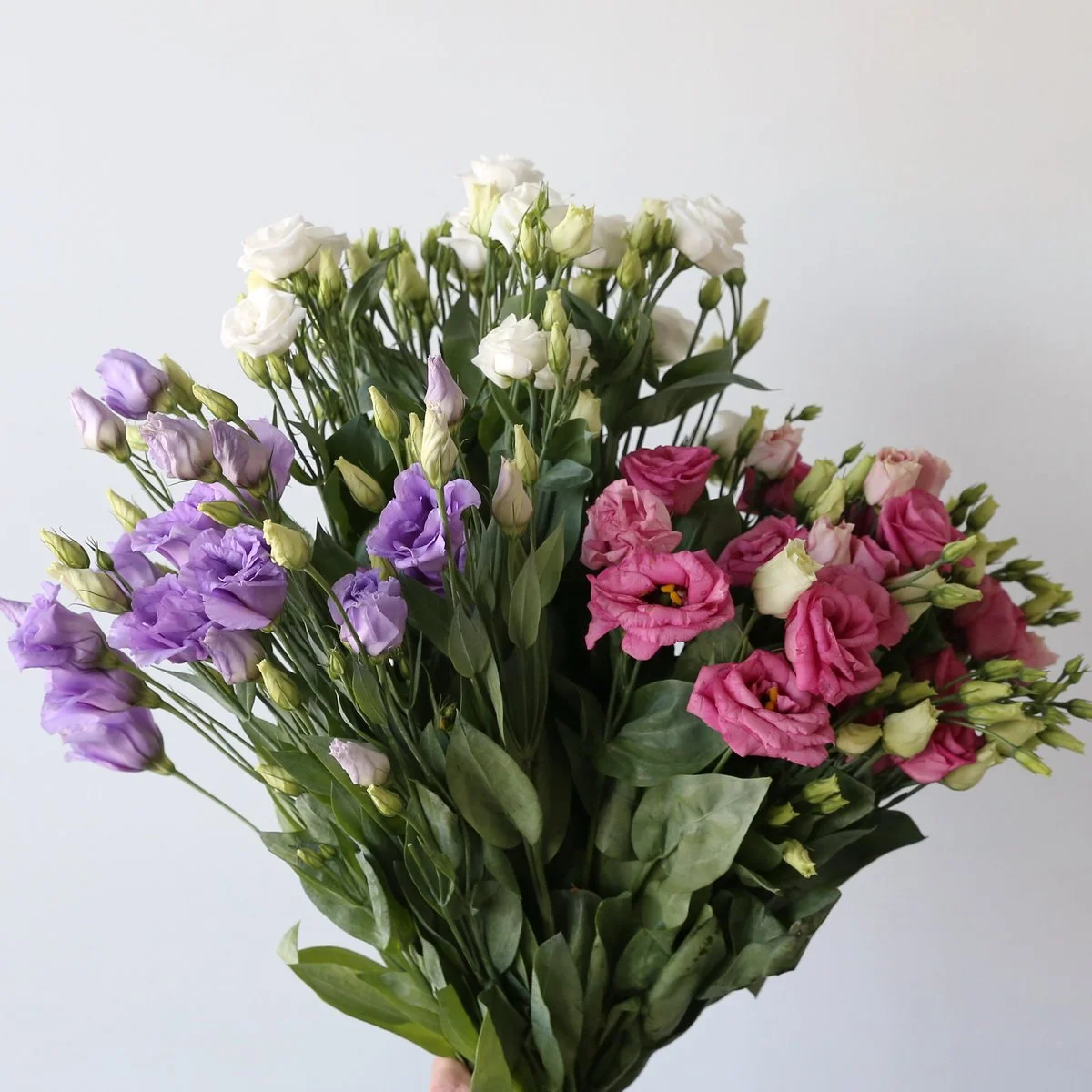 Bulk Assorted Lisianthus