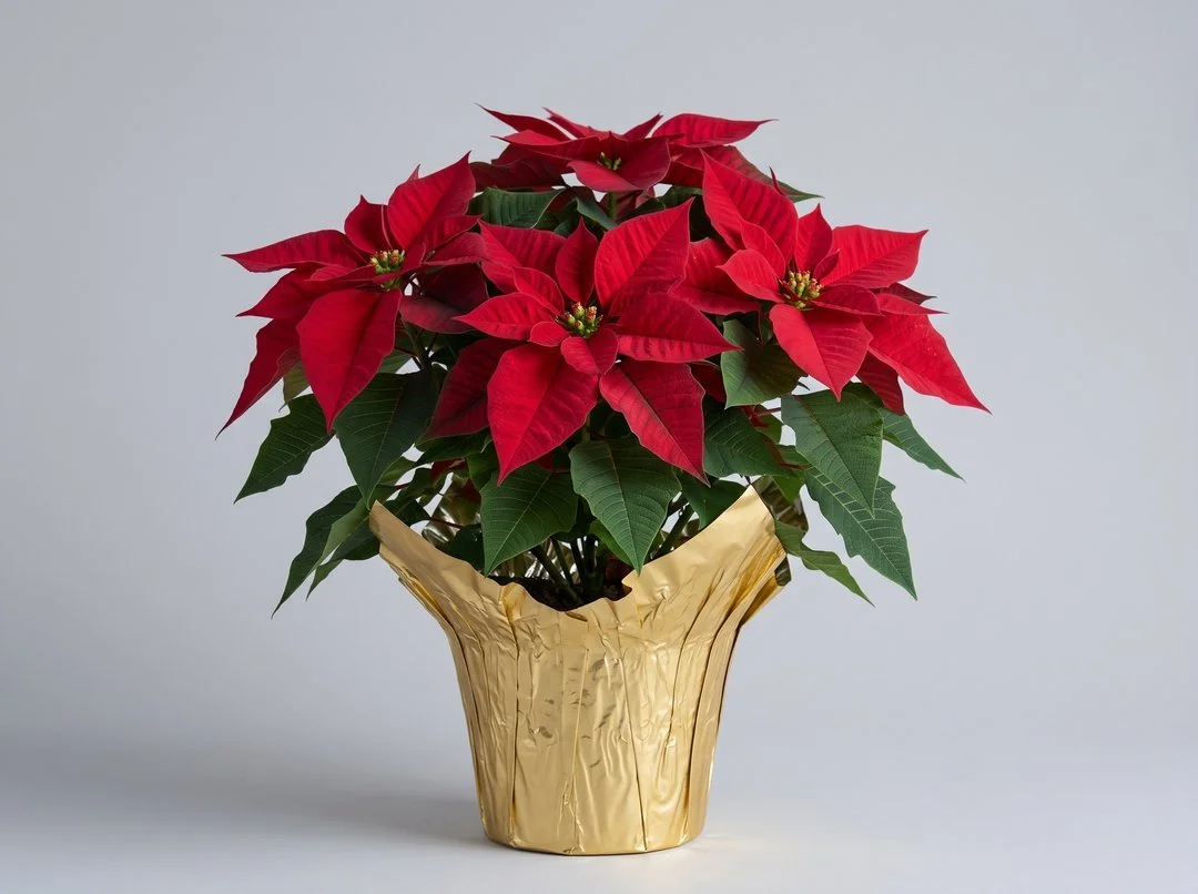 Classic red poinsettia in a 6 inch gold foil-wrapped pot, available from Freshly Flowers in New Westminster