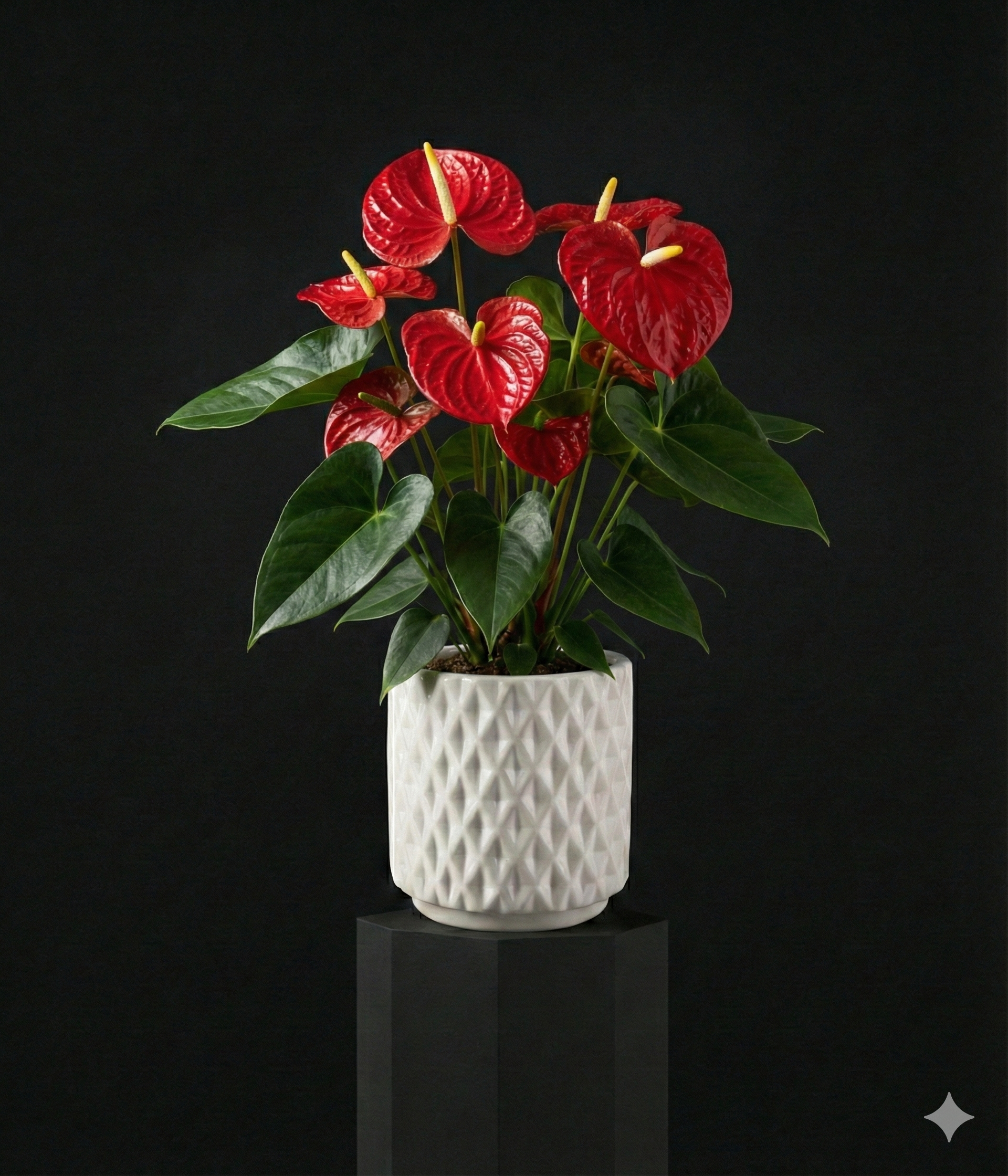 Anthurium Plant