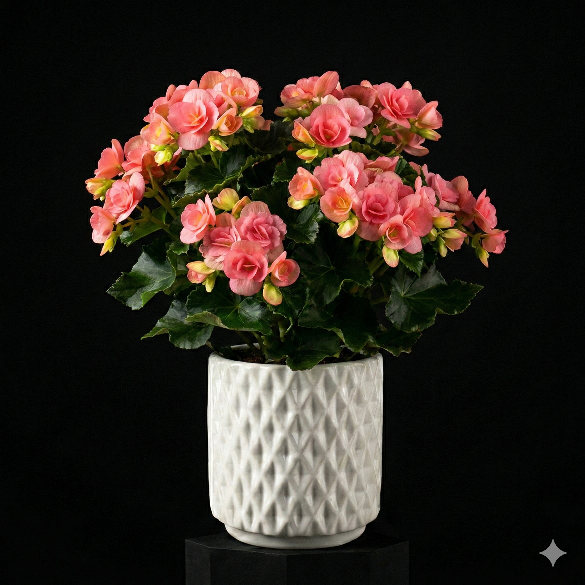 Riger Begonia 6"